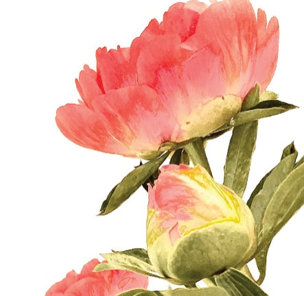*MIXED BULK PEONY FLOWER SERIES. CARDS X 50 MP