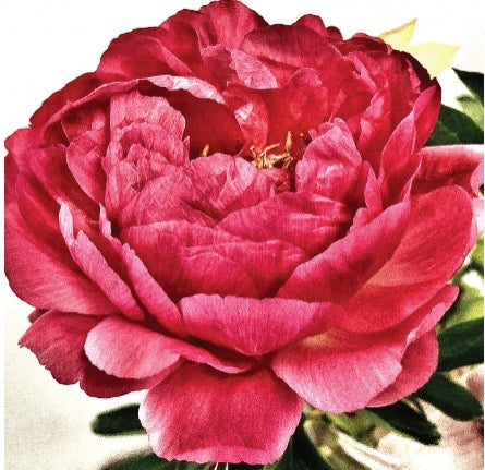 *MIXED BULK PEONY FLOWER SERIES. CARDS X 50 MP